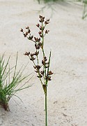 IMG_5199