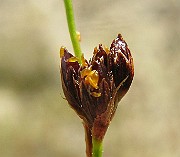 IMG_5204
