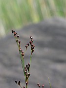 IMG_7115