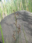 IMG_7116