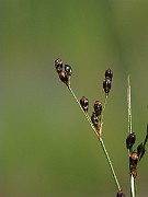 IMG_7121