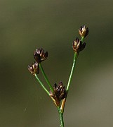IMG_7191