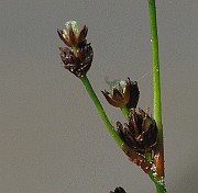 IMG_7193