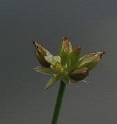 IMG_2751