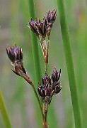 IMG_6794