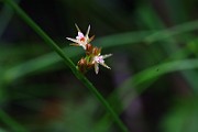 IMG_0001