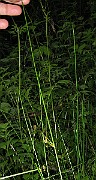 IMG_1764