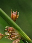 IMG_6453