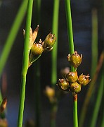 IMG_6842