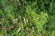 IMG_0119