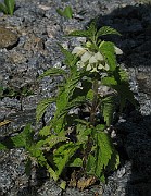 IMG_4506