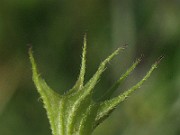 IMG_4509