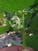 IMG_7116