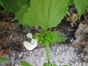 IMG_7118