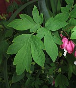 IMG_0156