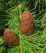 IMG_3864