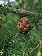 IMG_7487