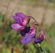 IMG_0042
