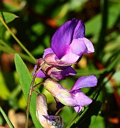 IMG_9934