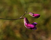 IMG_9942