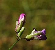 IMG_9943