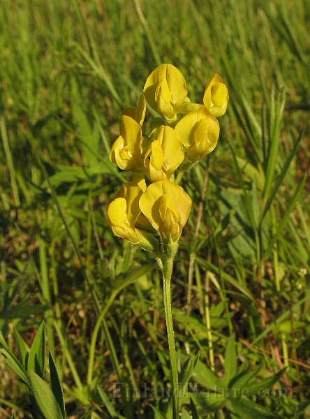 Lathyrus_pratensis2.jpg
