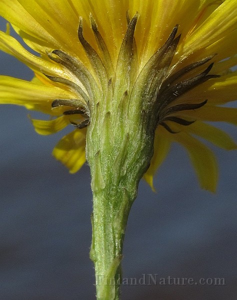 IMG_9945.JPG