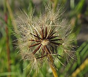 IMG_9946