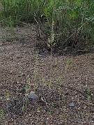 IMG_7929