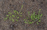 IMG_7939