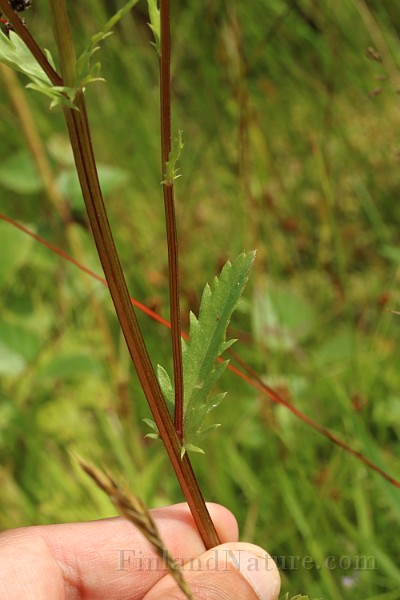 IMG_1126.JPG