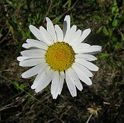 IMG_4248