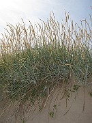 IMG_0583