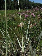 IMG_4209