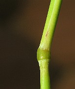 IMG_4580