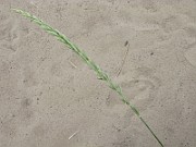 IMG_6730