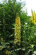 IMG_1883