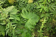 IMG_1886