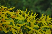 IMG_1890