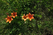 IMG_0075
