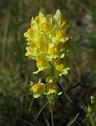 IMG_4465