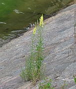 IMG_7234