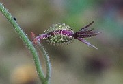 IMG_8445