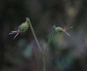 IMG_8449