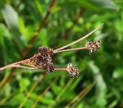 IMG_0084