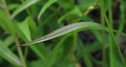 IMG_6582