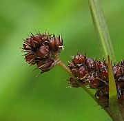 IMG_6585b