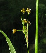 IMG_5535b
