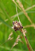 IMG_6475