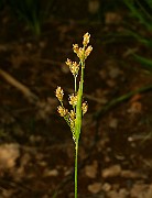 IMG_6004